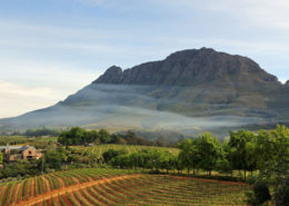 The Beautiful Cape Winelands