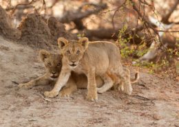 The Lion Cubs