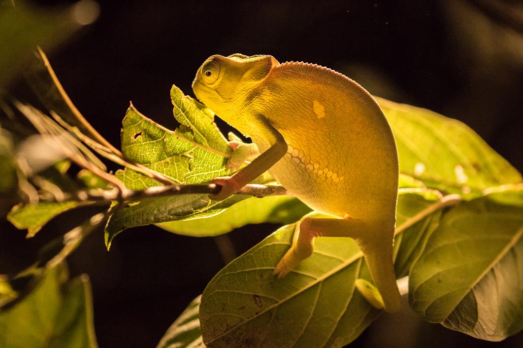 Translucent Chameleon by Dan MacKenzie