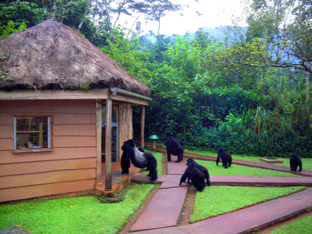 Unexpected Visitors at Sanctuary Gorilla Lodge
