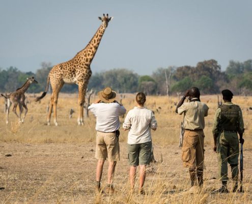 How to decide where to travel on Safari