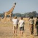 How to decide where to travel on Safari