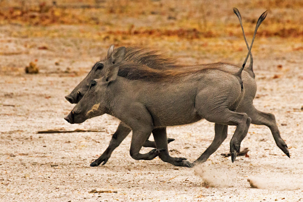 Warthog Buddies