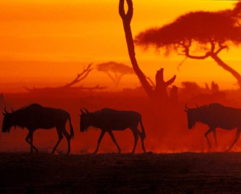 Wildebeest At Sunrise Tanzania