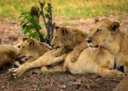Young Lions Resting
