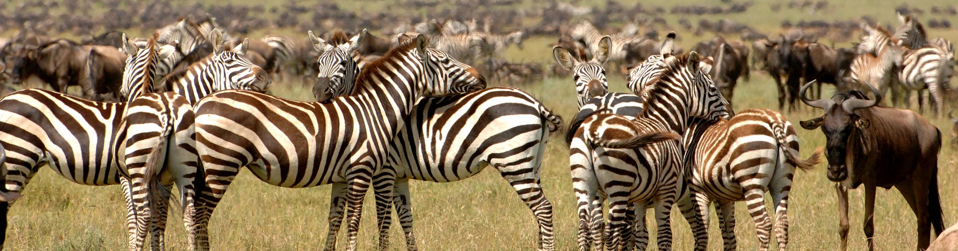 Tanzania Safaris, Zebras and Migration beginnings