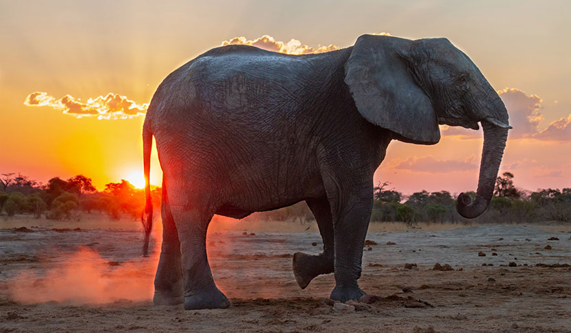 Zimbabwe Elephant
